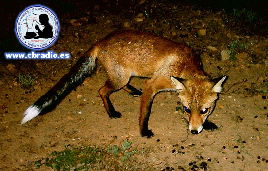 El zorro que escapó de alguna 'cacería' se acercó a merodear. El zorro que escapó de alguna 'cacería' se acercó a merodear.